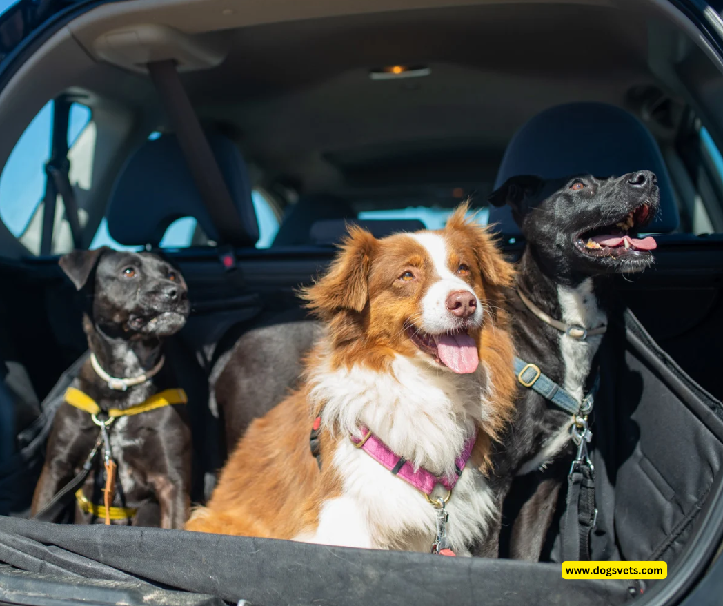 Leaving a Dog in the Car: The Effects of High and Low Temperatures